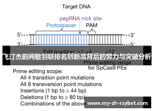 飞汀杰蔚阀敏羽联排名创新高背后的努力与突破分析